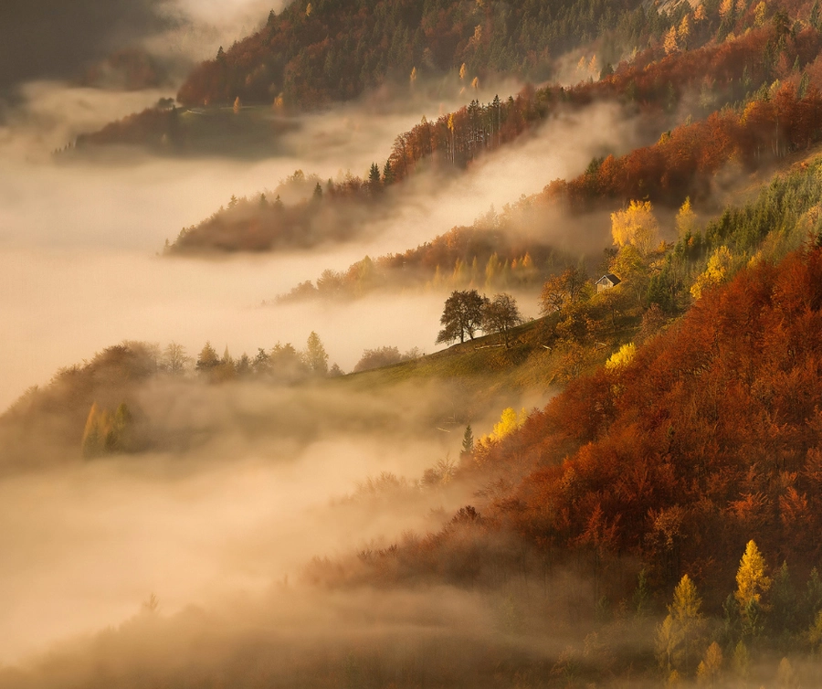 Préparer l'automne. Système immunitaire.